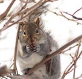 Squirrel Royalty Free Stock Photo
