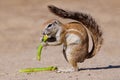 Squirrel, Kalahari, South Africa Royalty Free Stock Photo