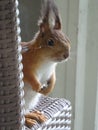 Squirrel in Katinkulta Finland. May 2016 Royalty Free Stock Photo
