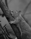 Squirrel Kissing a Tree and loving nature Royalty Free Stock Photo