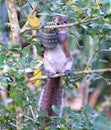 The squirrel knows that she has something very tasty in her little paws