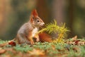 Squirrel and larch branch