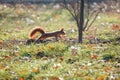 Squirrel with large bushy tail leaping through golden autumn.