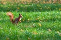 Squirrel on lawn