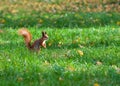 Squirrel on lawn