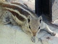 Squirrel laying down