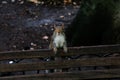 Squirrel leaning on a wooden bench with its forelegs in the park Royalty Free Stock Photo