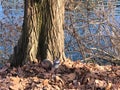 Squirrel, leaves, trunk, water and branches. Nature and environment