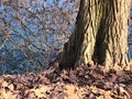 Squirrel, leaves, trunk, water and branches. Nature and environment