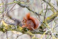 Squirrel likes its walnut