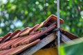 The squirrel, a little chipmunk, is sitting on a roof