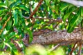 The squirrel, a little chipmunk, is sitting on a twig in the green mango tree