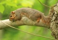Squirrel Royalty Free Stock Photo