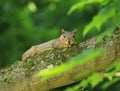 Squirrel Royalty Free Stock Photo