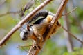 Squirrel located near Tamarindo, Costa Rica Royalty Free Stock Photo