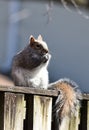 Munchy Squirrel Royalty Free Stock Photo