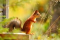 Squirrel looking away in a forest