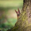 Squirrel looking from behind a tree.