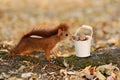 Squirrel looking into a bucket with nuts