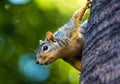 Squirrel looking at camera on a palm tree Royalty Free Stock Photo