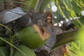 Squirrel looking for food at a coconut plant Royalty Free Stock Photo