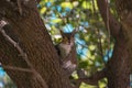 Squirrel looking very curious at us