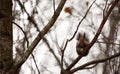 Squirrel looks from above the tree Royalty Free Stock Photo