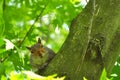 A squirrel looks at the camera