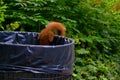 A squirrel looks into the garbage can Royalty Free Stock Photo