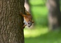 Squirrel looks out from behind the tree trunk Royalty Free Stock Photo