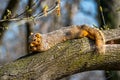 Squirrel Lounging on a Tree in Spring Eating a Nut