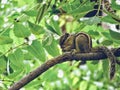 Squirrel love nuts Royalty Free Stock Photo