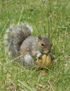 Squirrel lunch Royalty Free Stock Photo