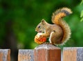 Squirrel lunch time.