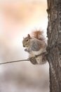 Squirrel - Manhattan Royalty Free Stock Photo