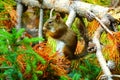 Squirrel a medium-sized rodent with nuts in summer forest park Royalty Free Stock Photo