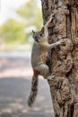 Squirrel in Mexican park Chapultepec, Mexico City Royalty Free Stock Photo