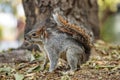 Squirrel in Mexican park Chapultepec, Mexico City Royalty Free Stock Photo