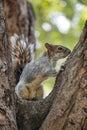 Squirrel in Mexican park Chapultepec, Mexico City Royalty Free Stock Photo
