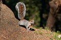 Squirrel in Mexican park Chapultepec, Mexico City Royalty Free Stock Photo