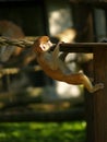 Squirrel monkey