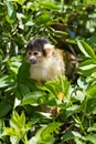 Squirrel monkey Royalty Free Stock Photo