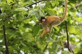 Squirrel Monkey Royalty Free Stock Photo
