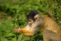 Squirrel monkey