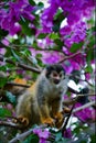 Squirrel monkey. Royalty Free Stock Photo