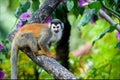 The squirrel monkey. Royalty Free Stock Photo