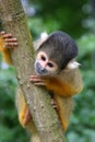 Squirrel monkey Royalty Free Stock Photo