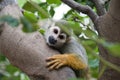 Squirrel monkey Royalty Free Stock Photo
