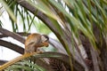 Squirrel monkey Royalty Free Stock Photo