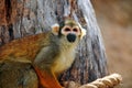 Squirrel Monkey Royalty Free Stock Photo